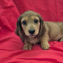 Angie AKC Red Dapple Girl - Red female Dachshund puppy in Los Angeles, California from Sterling Dachshunds
