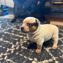 Maizy - Red speckled female Australian Cattle Dog puppy in Cottage Grove, Oregon from Heirloom Ranch