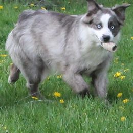 Miniature Australian Shepherds from Midnitestar Aussies and Training