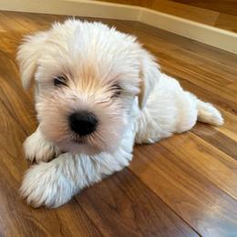 Buddy - White male Miniature Schnauzer puppy in Auburn, Georgia from Very Special Mini Schnauzers