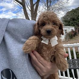 Nathan - Apricot male Goldendoodle puppy in Mint Hill, North Carolina from DoodleForever