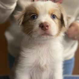 Cosmo - Red merle male Australian Shepherd puppy in Falmouth, Kentucky from Queen City Farm