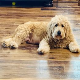 Nahla - Goldendoodle