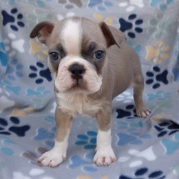 Pal - Blue male Boston Terrier puppy in Corning, California from SB Bostons