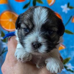 Montresor - Dark Blue Collar - Liver and white male Shorkie puppy in Troy, Ohio from Ever After Tails