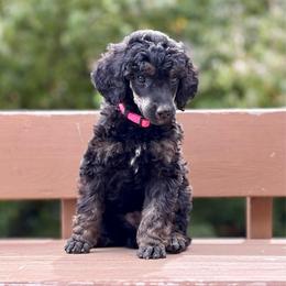 Trinket - Pink Collar - Phantom female Poodle puppy in Eugene, Oregon from Mount Zion Kennels