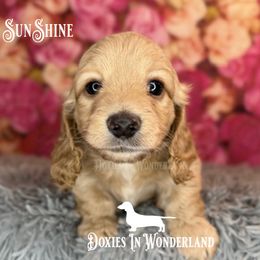 Sunshine - Cream male Dachshund puppy in Rainier, Oregon from Doxies in Wonderland