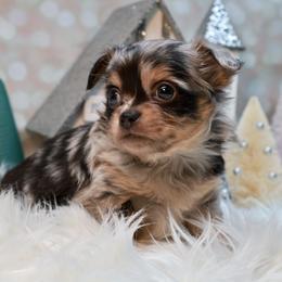 Chihuahua Puppies from Fiddlefigg Chihuahuas