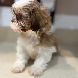 Girl 1 - Chocolate and tan female Shih Tzu puppy in Downey, California from Cali shih tzu