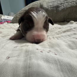 Black - Red tri-color female Australian Shepherd puppy in Bethel, Minnesota from Aussie Tree-O
