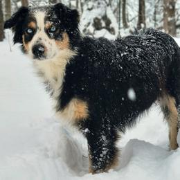 Lexy - Australian Shepherd