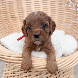 Bagel - Red male Cavapoo puppy in Apache Junction, Arizona from Coffey House Doodles