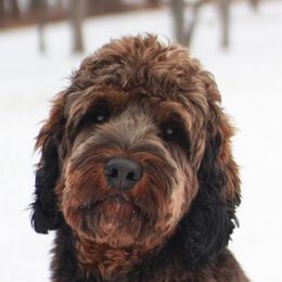 Knopfler - Australian Labradoodle
