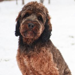 Knopfler - Australian Labradoodle