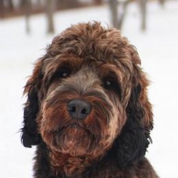 Knopfler - Australian Labradoodle