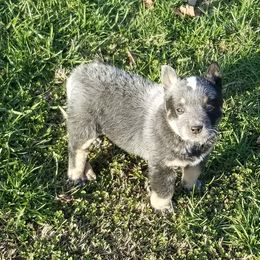 Australian Cattle Dog Puppies from Buffalo Valley AKC Australian Cattle Dogs