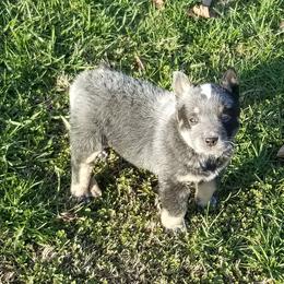 Australian Cattle Dog Puppies from Buffalo Valley AKC Australian Cattle Dogs