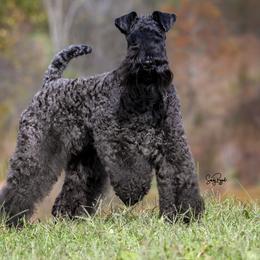 OkiDokie - Kerry Blue Terrier