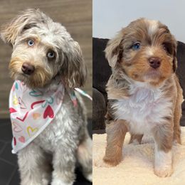 Aussiedoodle Puppies from A Dose Of Doodle