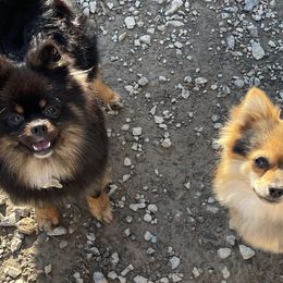 Australian Shepherds, Maltese, and Pomeranians from Destination Dalmatian