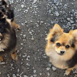 Australian Shepherds, Maltese, and Pomeranians from Destination Dalmatian