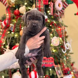 Grey female - Gray female Cane Corso puppy in California from Donato Kennels