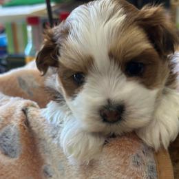 Cody - Red sable male Havanese puppy in Kenly, North Carolina from Harbor Of Hope Havanese