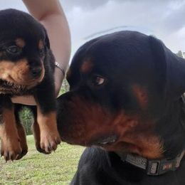 Rottweilers from Rottie Mama