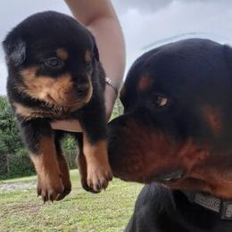 Rottweilers from Rottie Mama