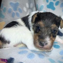 Last-Born Girl - White black and tan female Wire Fox Terrier puppy in Ennis, Texas from Syrayed Farm