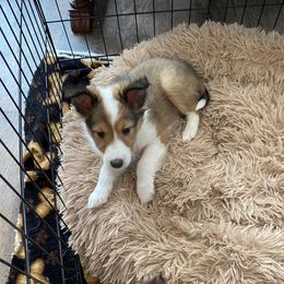 Shetland Sheepdog Puppies from Country Chic Shelties