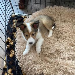 Shetland Sheepdog Puppies from Country Chic Shelties