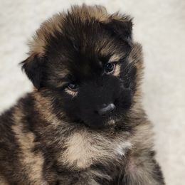 DK. Pink Collar - Sable German Shepherd puppy in Deer Park, Alabama from Von Richardson Elite German Shepherds