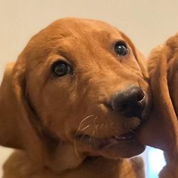 Sadie - Yellow female Labrador Retriever puppy in Reno, Nevada from Nevada Labradors