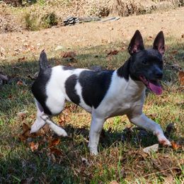 Rat Terriers from Cryptic Rat Terriers