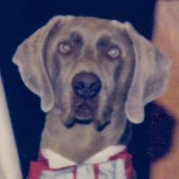 Benton - Weimaraner