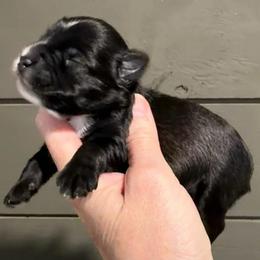 Justice - Salt and pepper female Miniature Schnauzer puppy in Silver Creek, Mississippi from Mamie’s Minis, LLC