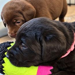 Coffee - Black female Labrador Retriever puppy in Hurricane, Utah from Mahmen's Meadow Retrievers