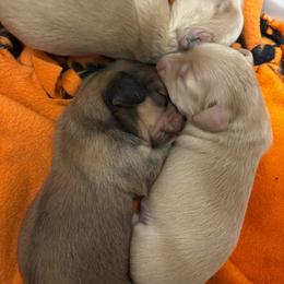 Milly - Cream female Dachshund puppy in Fayetteville, Arkansas from Cortney's Dachshunds
