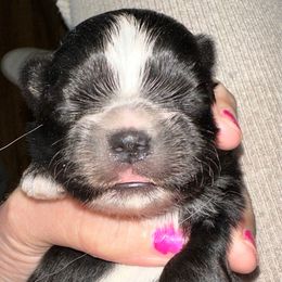 Boy 1 - Black male Shih Tzu puppy in Phillipsburg, New Jersey from Debilyn’s Shih Tzu’s