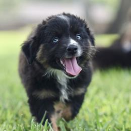 Betsy - Blue merle female Miniature Australian Shepherd puppy in White Oak, Texas from Triple Lake Ranch Miniature Australian Shepherds