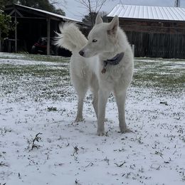 Siberian Huskies from Moon Huskies