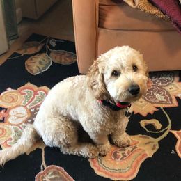 Cyrus - Apricot male Goldendoodle puppy in Cincinnati, Ohio from KSchott Kennels