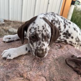 Phlox - Boy - White and liver brown male Dalmatian puppy in Leavenworth, Kansas from Tally Ho Dalmatians