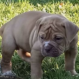 American Bulldogs from Thomas Bulldogs
