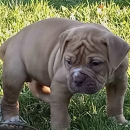 American Bulldogs from Thomas Bulldogs