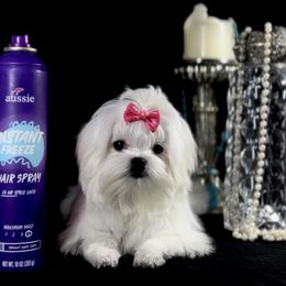 Maltese from Always Maltese