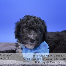 Lord Anothy- blue collar - Black male Bernedoodle puppy in Lexington, North Carolina from Deborah’s Doodles