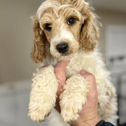 Rabbit - yellow collar - Parti male Poodle puppy in Peyton, Colorado from Fuzzybottoms Ranch LLC