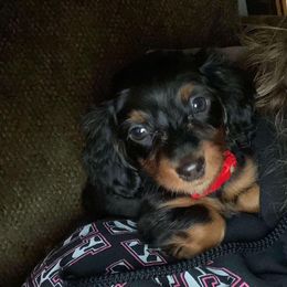 Dachshund Puppies from State Line Dachshunds